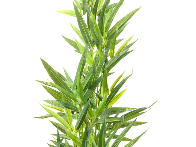 Kare Deko Pflanze Bamboo Tree 200cm 64454 2 Kare Deko Pflanze Bamboo Tree 200cm 64454 2