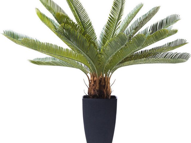 Kare Pflanze Cycas Tree grün 1