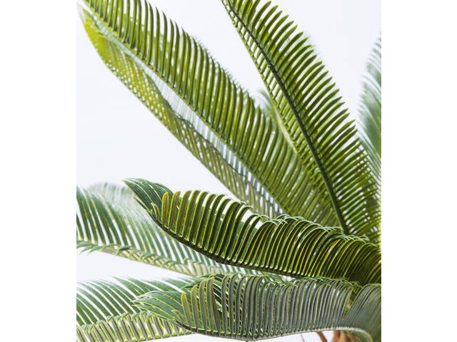 Kare Pflanze Cycas Tree grün 64675 2