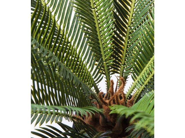 Kare Pflanze Cycas Tree grün 64675 3